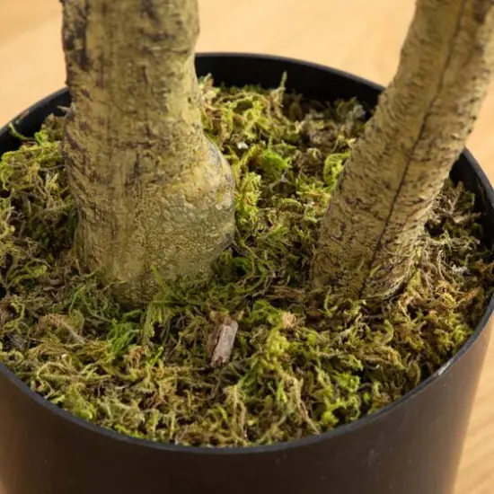 6ft. Potted Black Olive Tree {9}