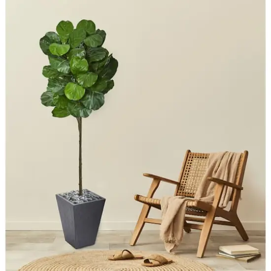 6ft. Fiddle Leaf Tree in Slate Finished Planter {3}