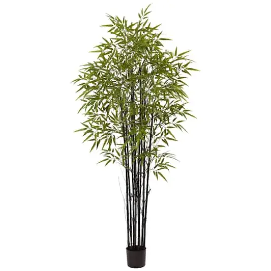 6ft. Potted Black Bamboo Tree {1}