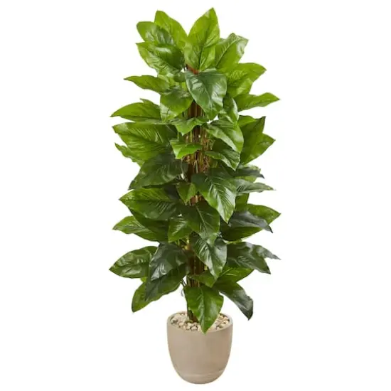 4.5ft. Philodendron in Sand Stone Planter {1}