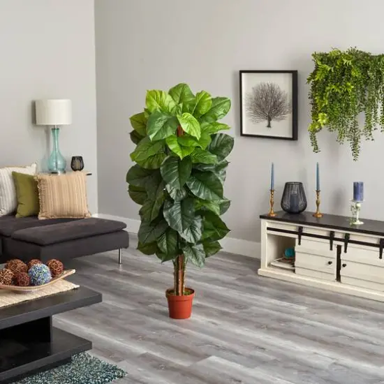 5ft. Potted Philodendron Plant {6}