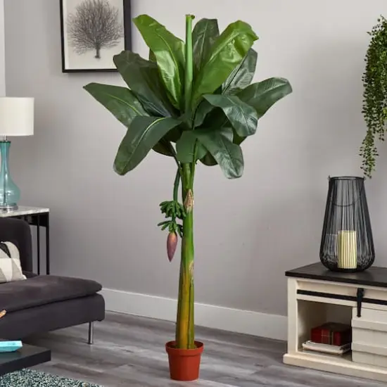 6ft. Potted Banana Tree {5}