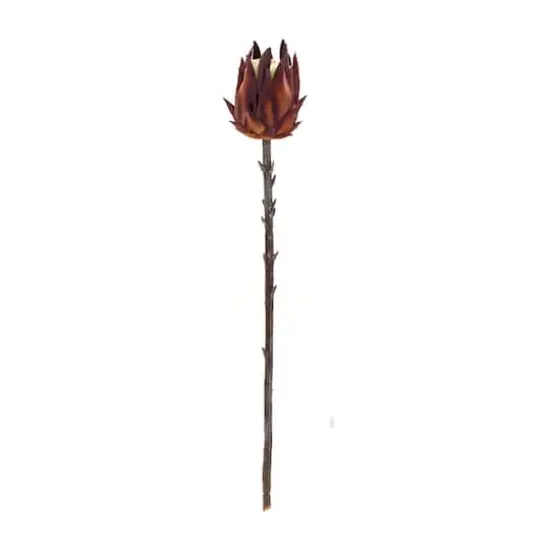 Orange Protea Stem, 6ct. {4}