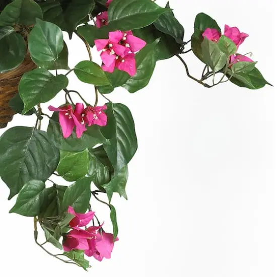 24" Pink Bougainvillea Hanging Basket {5}