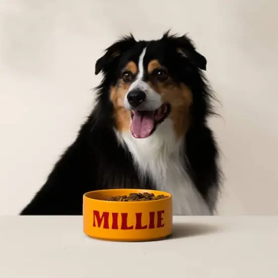 Cricut Joy Xtra&trade; in Lavender & Basics Bundle {6}