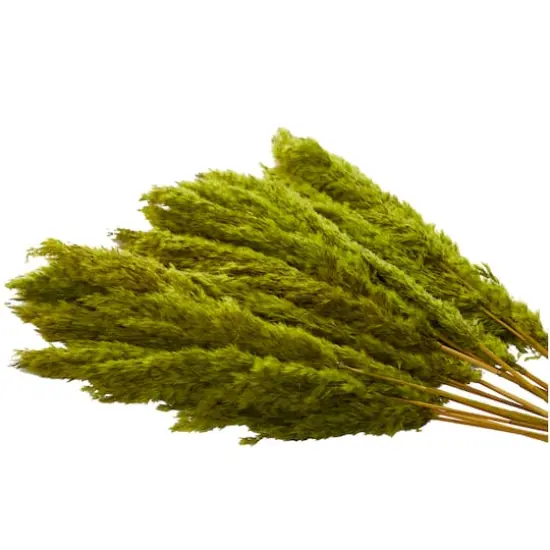 Dried Plant Pampas Natural Foliage with Long Stems Green {5}