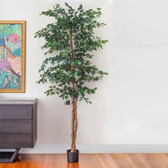 7ft. Potted Ficus Tree {9}
