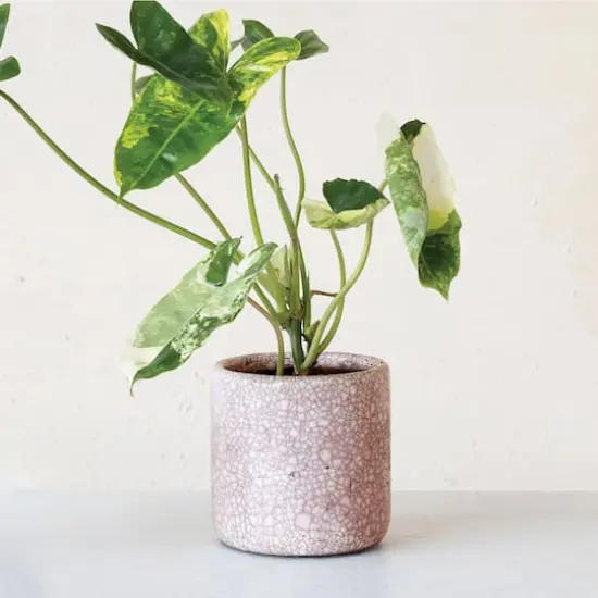 Hello Honey&reg; 4.75" Matte Pink Crackle Glaze Decorative Terra Cotta Planter {4}