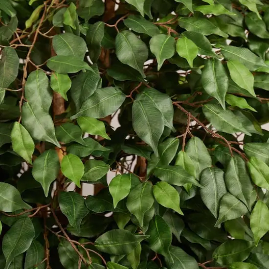 6ft. Ficus Tree with White Planter {5}