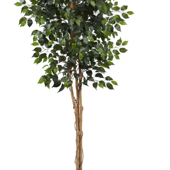 8ft. Potted Ficus Tree {4}