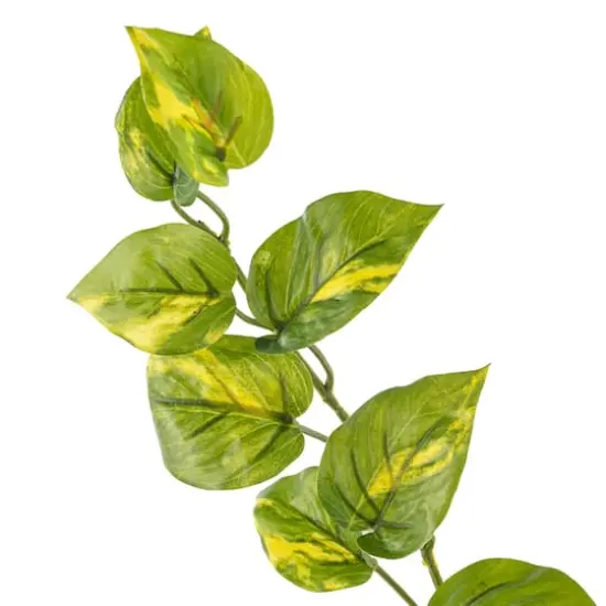 Hanging Philo Bush by Ashland&reg; {4}