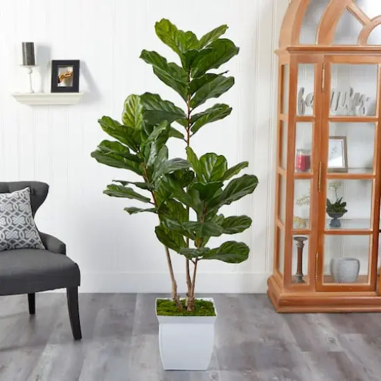 5.5ft. UV Resistant Fiddle Leaf Tree in White Metal Planter {4}