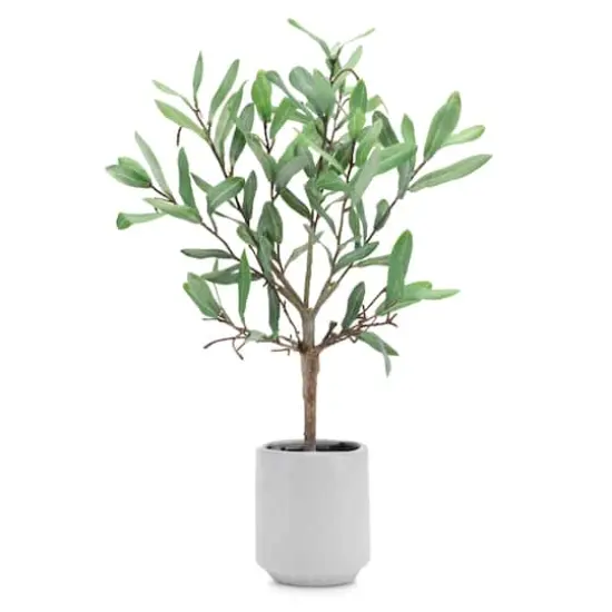 17.5" Potted Olive Leaf Topiary {1}