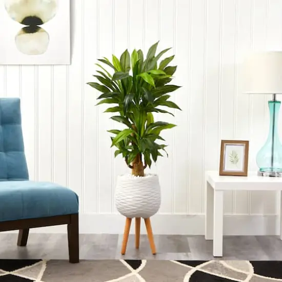 4ft. Corn Stalk Dracaena Plant in White Planter with Stand {4}