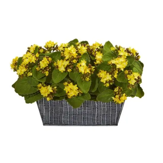 14" Yellow Kalanchoe Plant in Black Embossed Planter {1}