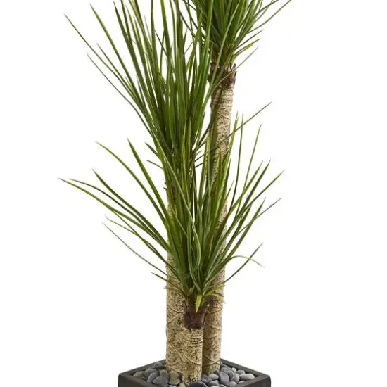 5.5ft. Yucca Tree in Black Planter {4}