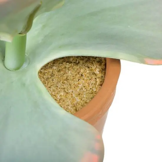 Hello Honey&reg; 18" Faux Succulent in Terra Cotta Colored Pot {8}