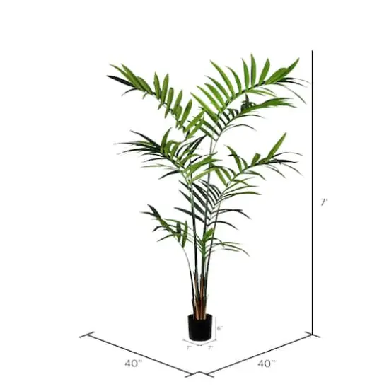 7ft. Potted Kentia Palm {5}
