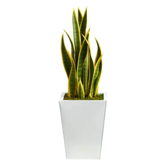 2.5ft. Snake Plant in White Metal Planter {1}