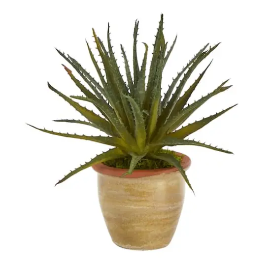 11" Aloe Plant in Ceramic Planter {1}