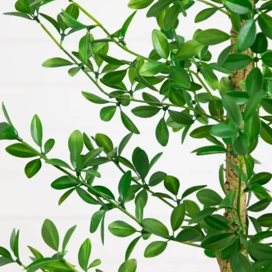 7ft. Artificial Shady Lady Black Olive Tree {5}