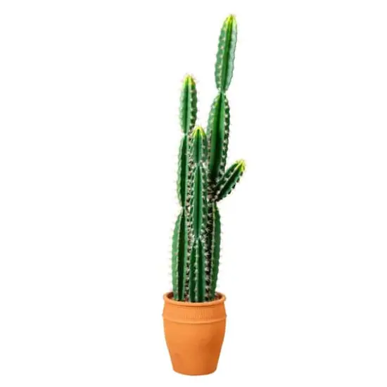 5ft. Cactus in Terracotta Planter {1}