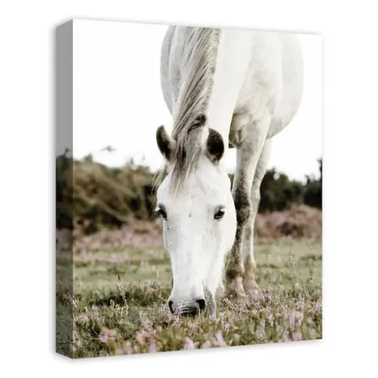 Grazing White Horse 16" x 20" Canvas Wall Art {3}