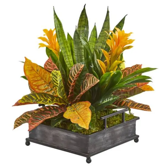 18" Bromeliad, Croton & Snake Plant in Decorative Tray  {1}