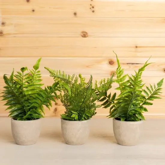11" Potted Fern Plant Set {8}
