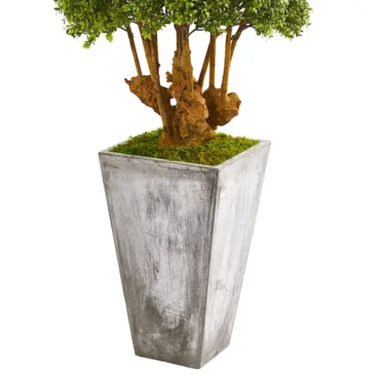 4ft. Boxwood Topiary Tree in Cement Planter {4}