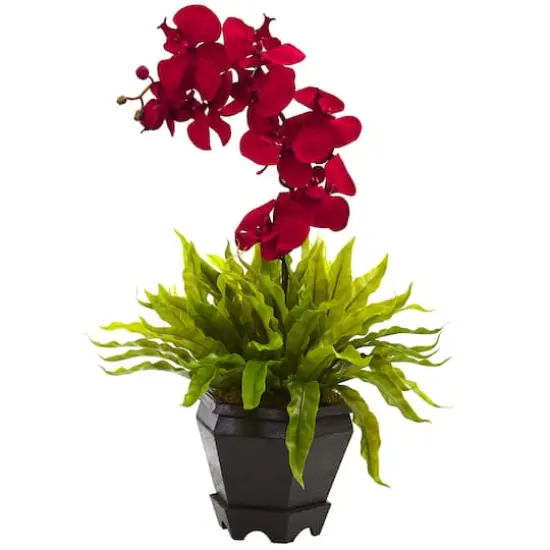 20" Red Orchid & Fern Arrangement with Wood Planter {1}
