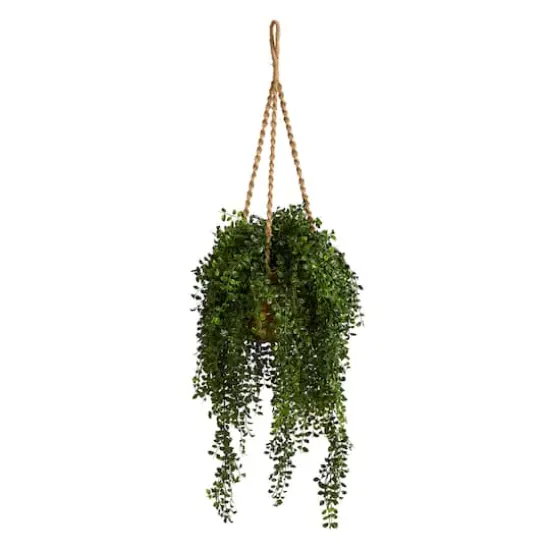 4.5ft. Honey Locust Plant Hanging Basket {1}