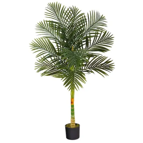 5ft. Potted Golden Cane Palm Tree {1}