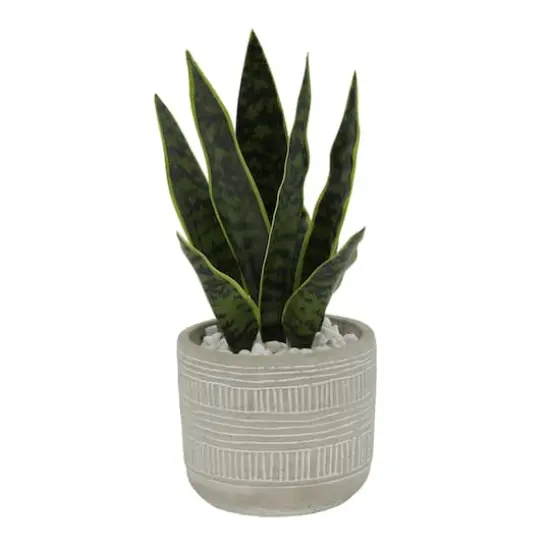 Flora Bunda&reg; 12" Snake Plant In 4.75" Pueblo Cement Pot {1}
