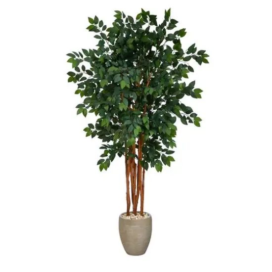 5.5ft. Sakaki Flowering Evergreen Tree in Sand Colored Planter {1}