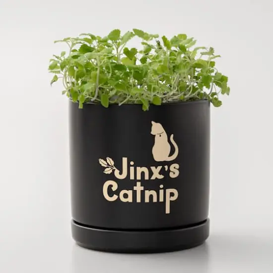 Cricut Joy Xtra&trade; Removable Smart Vinyl&trade; Classics Sampler {5}