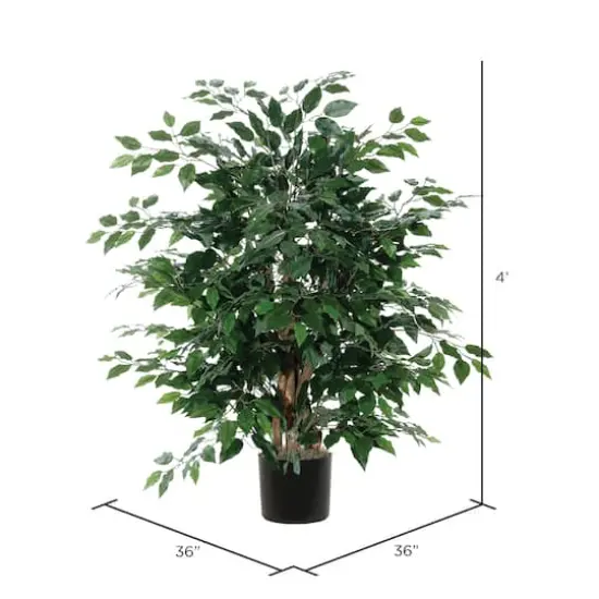 4ft. Potted Lush Green Ficus Bush {5}
