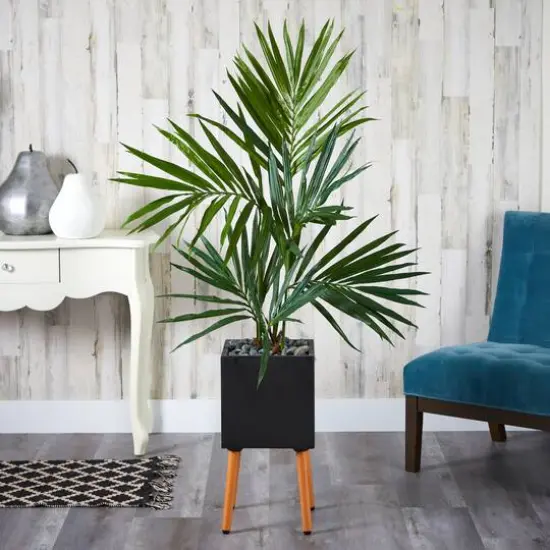 5.5ft. Kentia Palm Tree in Black Planter with Stand {4}