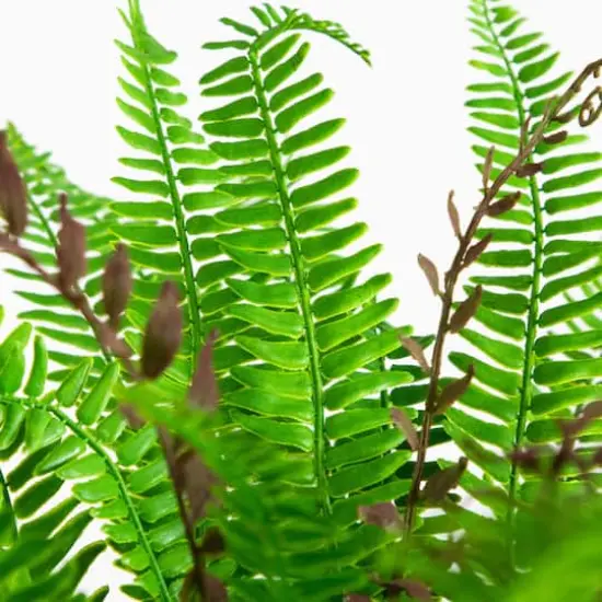 23in. UV Resistant Artificial Boston Fern Plant with Real Touch Leaves (Indoor/Outdoor) {4}