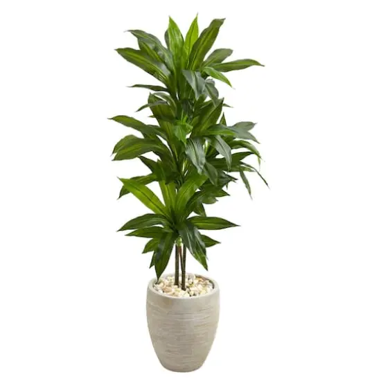4ft. Dracaena Plant in Sand Colored Planter {1}