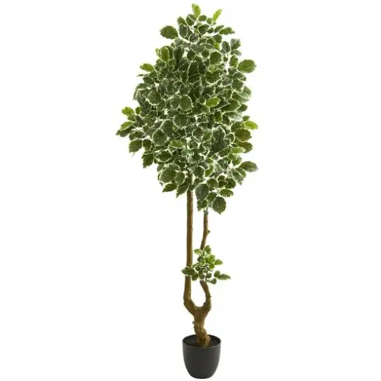 6.5ft. Potted Variegated Aralia Artificial Tree {1}
