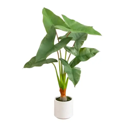 3.5ft. Arrowhead Philodendron in White Decorative Planter {1}