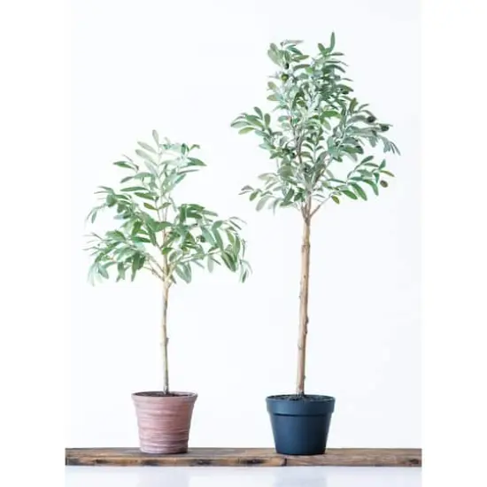Hello Honey&reg; 3.5ft. Potted Olive Tree {3}