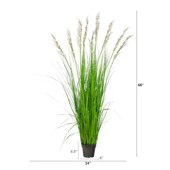 5.5ft. Potted Plume Grass {3}