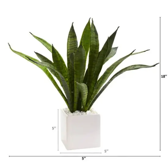 18" Snake Plant in White Planter {3}