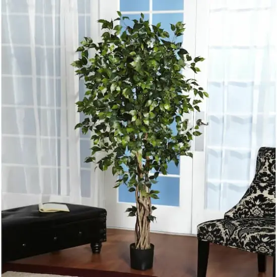 6ft. Potted Palace Style Ficus Tree {5}