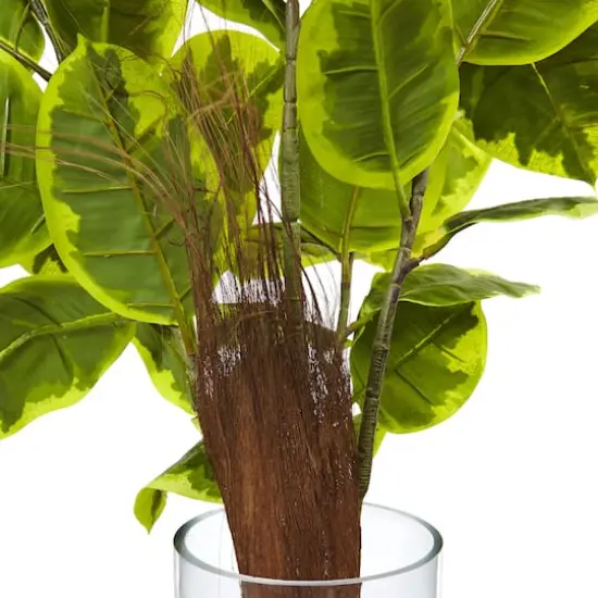 3ft. Rubber Leaf Plant in Glass Cylinder {4}