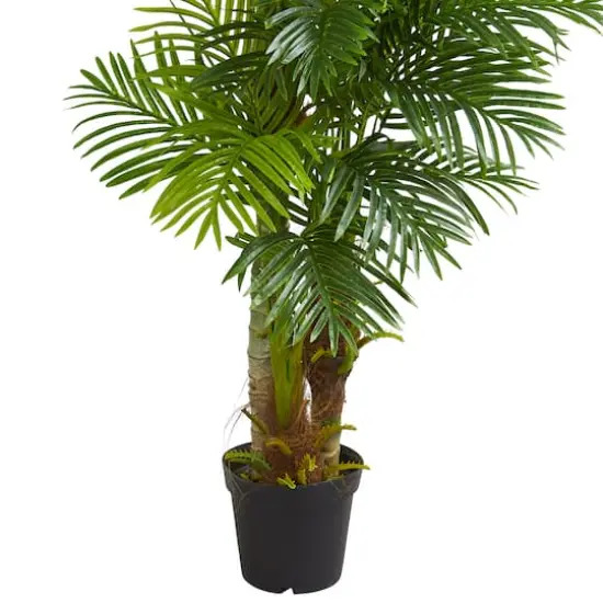 6ft. Potted Hawaii Palm {4}