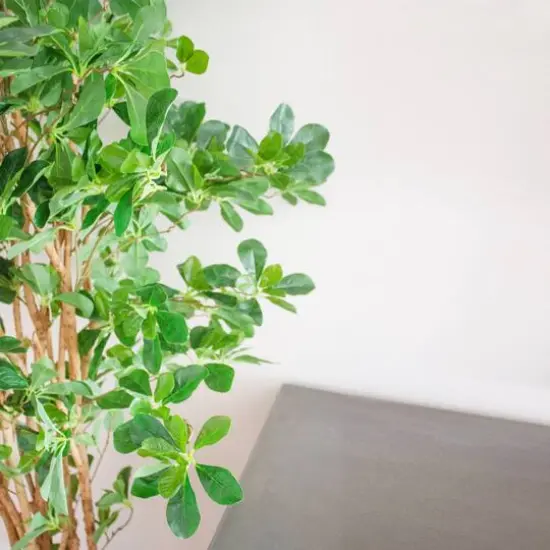 6ft. Potted Black Olive Tree {6}