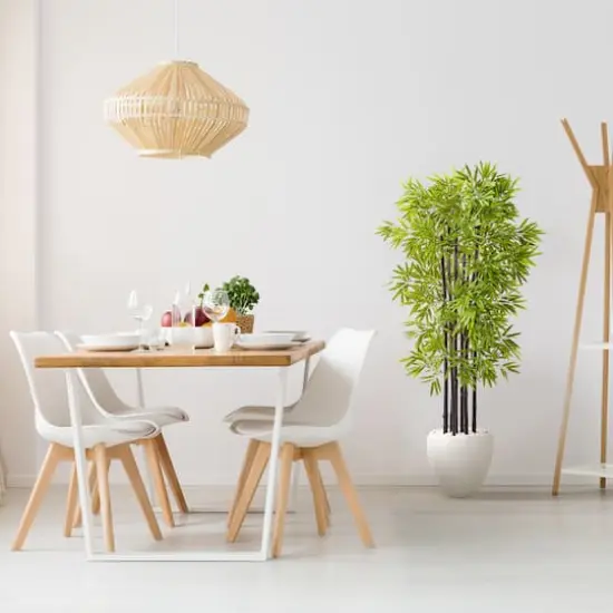 5ft. Bamboo Tree with Black Trunks in Decorative White Planter {5}